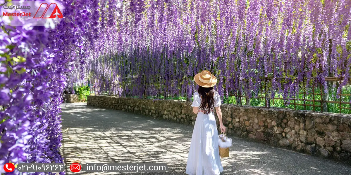 درخت 150 ساله ویستریا زیباترین درخت جهان