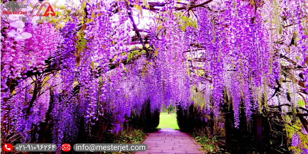 مراقبت از درخت 150 ساله ویستریا در پارک آشیکاگا