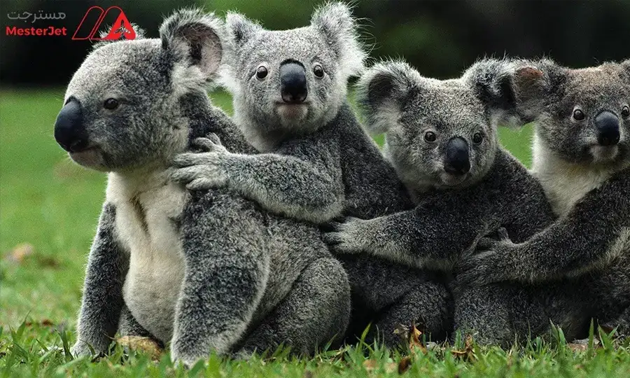 انواع تور استرالیا