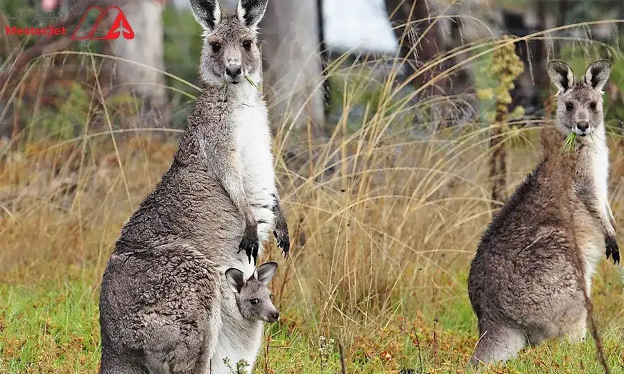 تور استرالیا ارزان