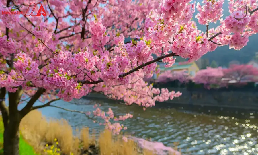 تور نوروزی ۱۴۰۵ ژاپن