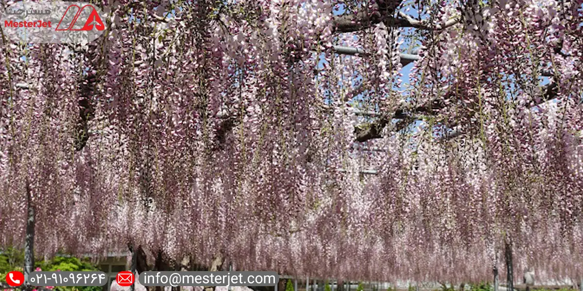 تماشای شکوفه های زیبای ویستریا در ژاپن