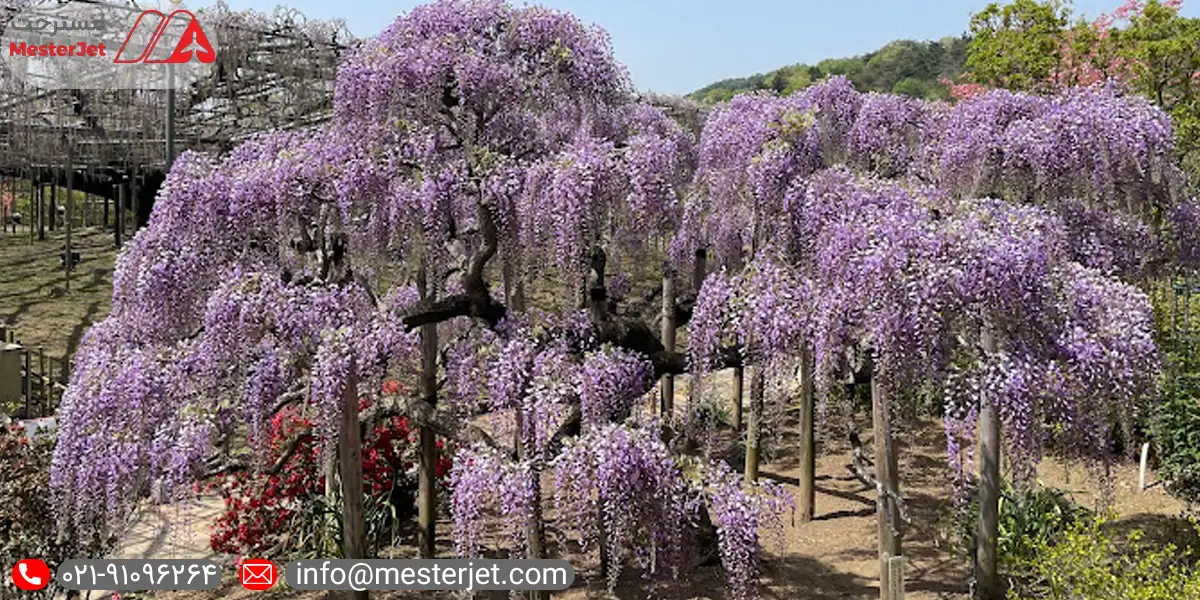 زمان شکوفه دهی درخت 150 ساله ویستریا