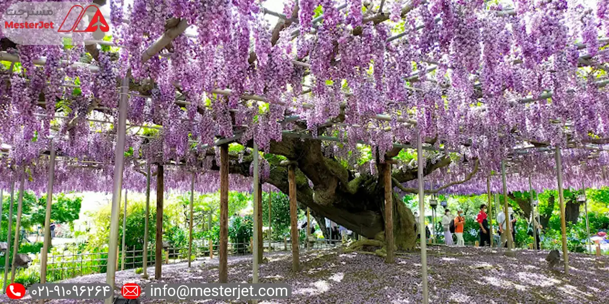 جایگاه فرهنگی و گردشگری درخت ویستریا
