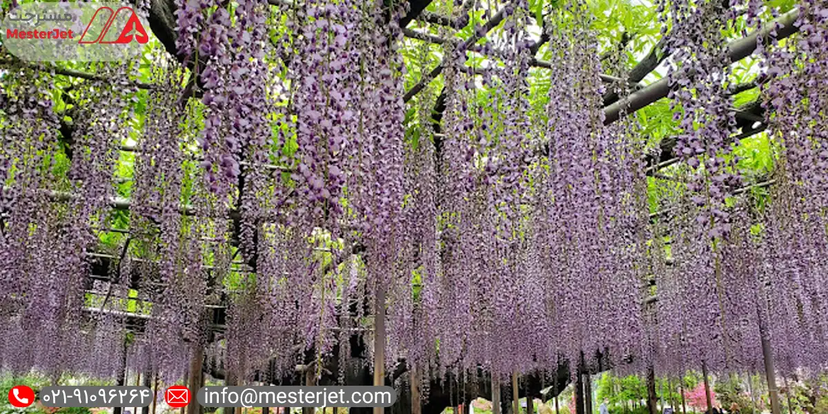 جادوی شکوفه های بهاری در ژاپن